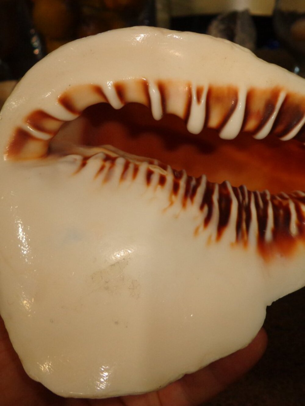 Sea Shell Authentic Cassis Rufa Nature's Beauty 5.5" - Picture 3 of 6